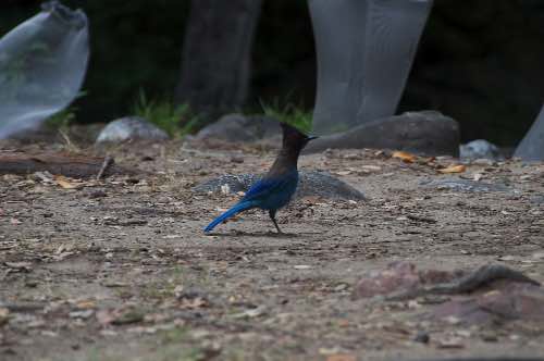 DSC_0178.jpg