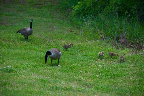 DSC_0041.jpg