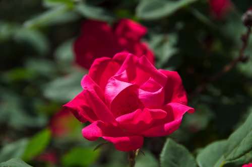 DSC_0019.jpg