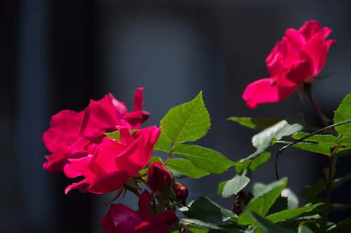 DSC_0022.jpg