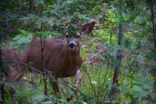 DSC_0064.jpg